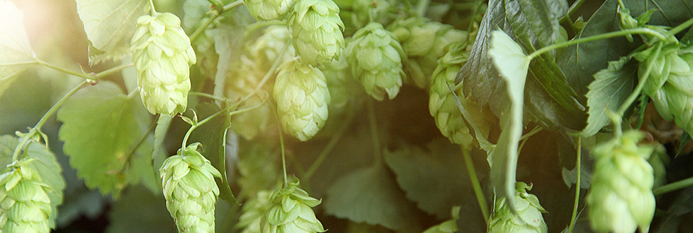 Best hops: the "green gold"