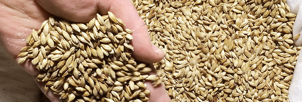 Home-grown brewing barley: the soul of our beer